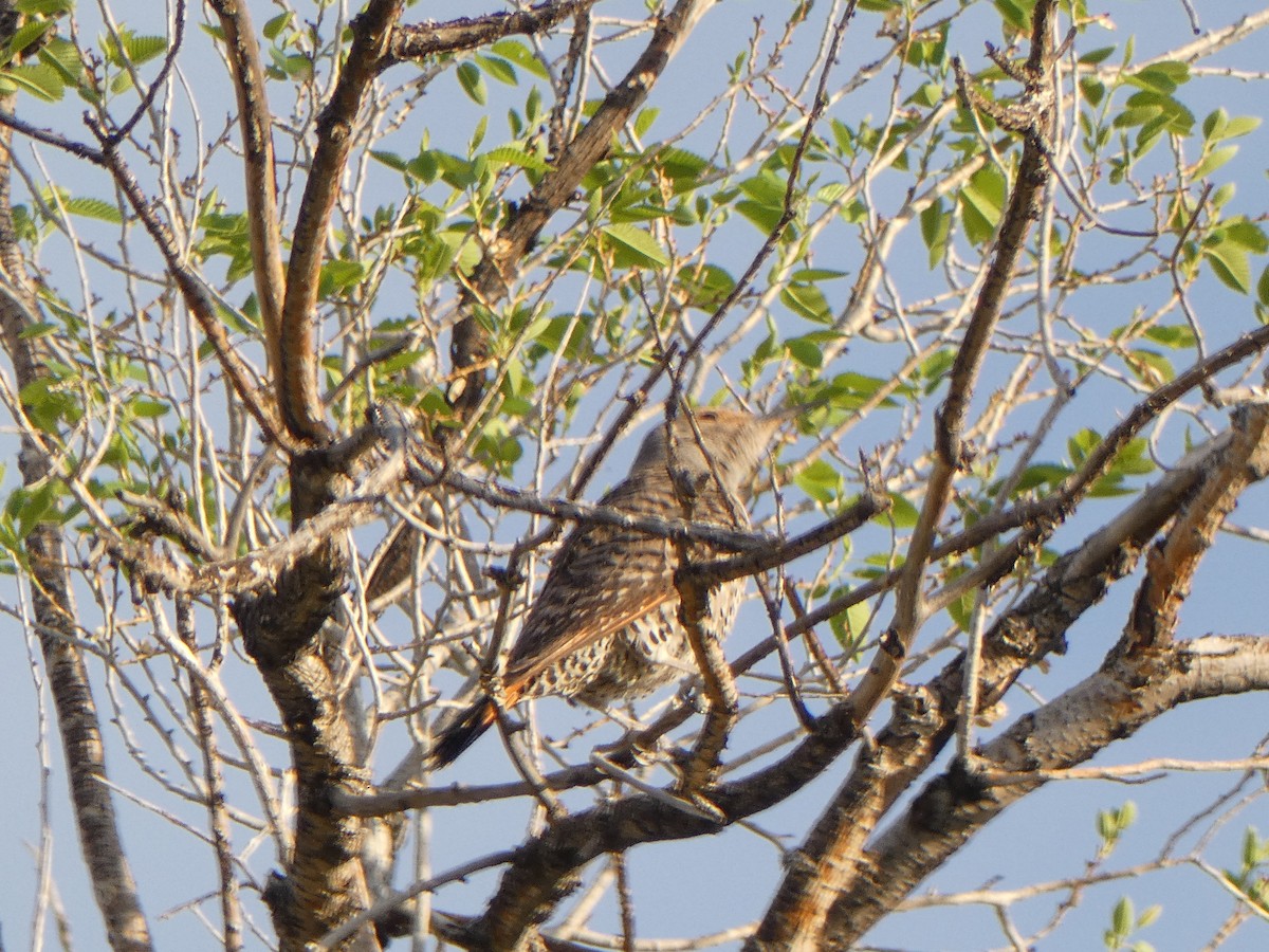 Northern Flicker - Christopher Rustay