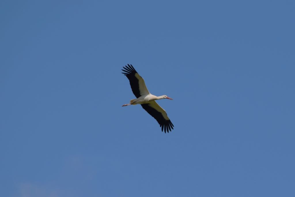 White Stork - ML617722409