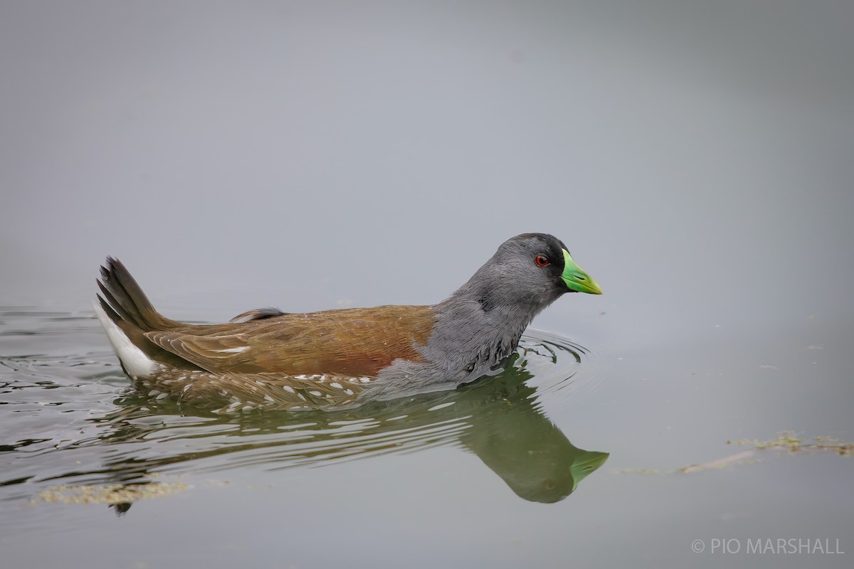 Gallinule à face noire - ML617722413