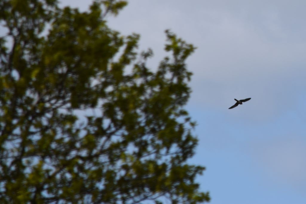 Eurasian Kestrel - ML617722419