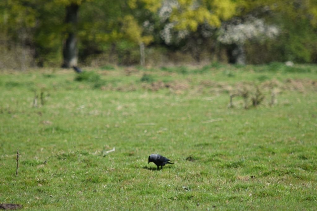 Eurasian Jackdaw - ML617722425