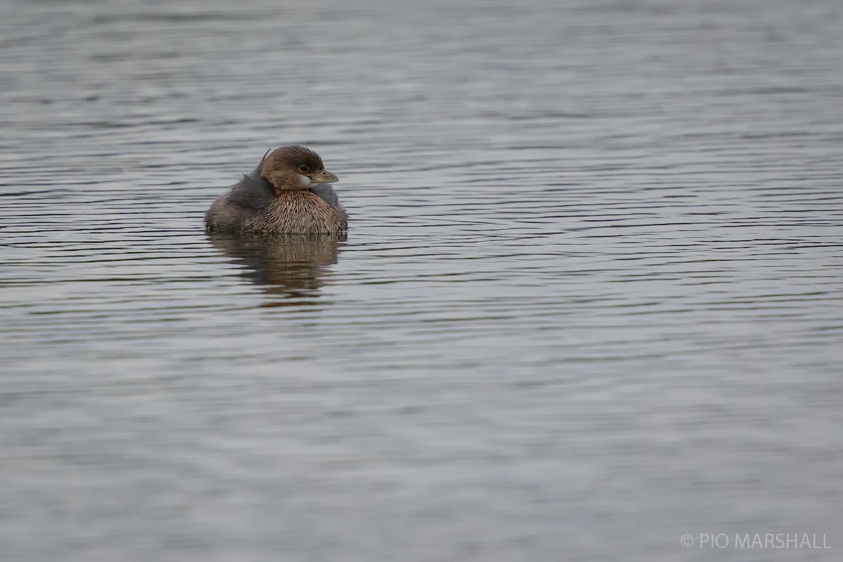 Pied-billed Grebe - ML617722470