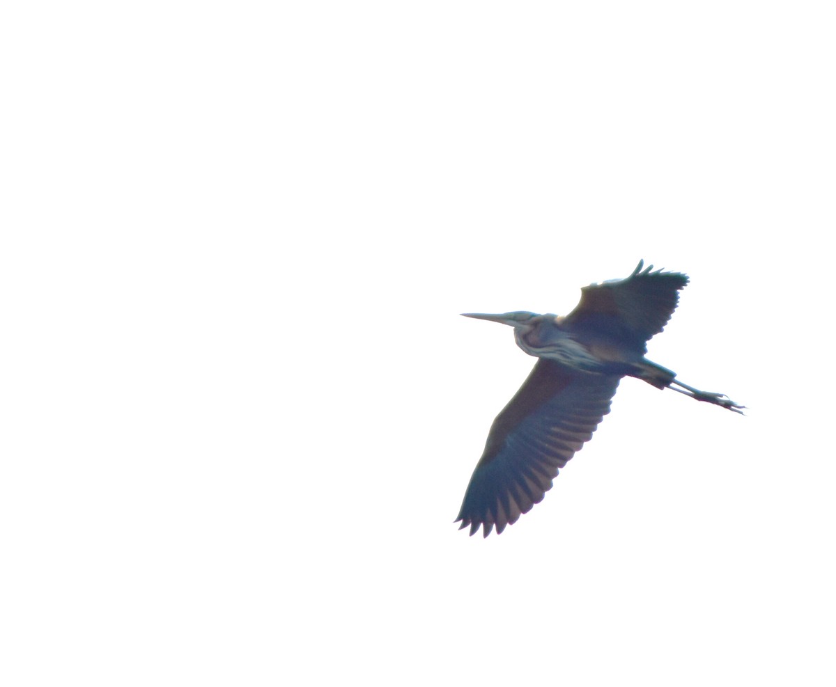 Purple Heron - marco bettoni