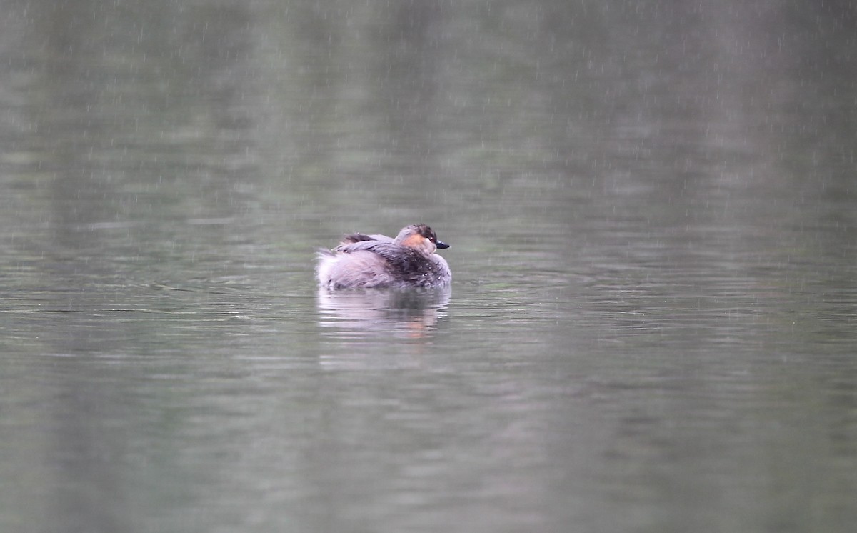 Madagascar Grebe - ML617722513