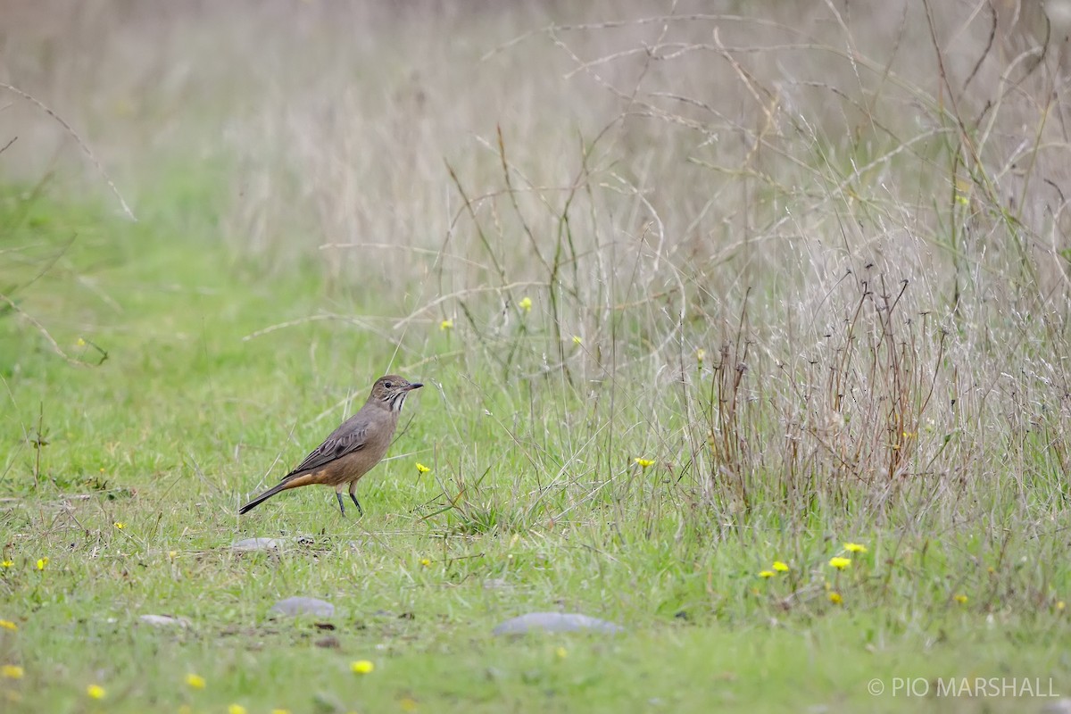 Great Shrike-Tyrant - ML617722548