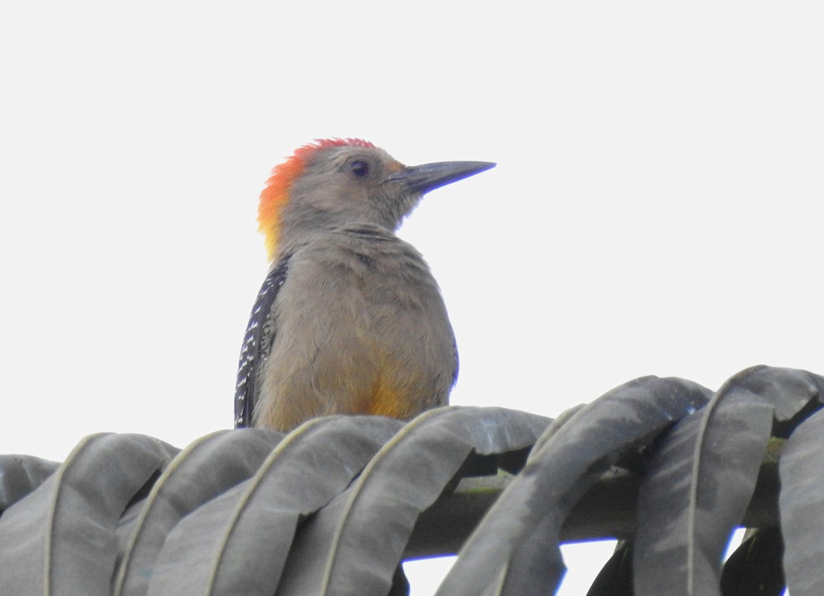 Golden-fronted Woodpecker - steve copsey