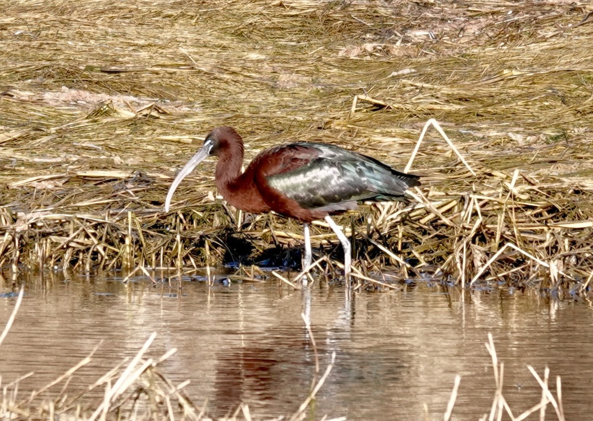 ibis hnědý - ML617722616