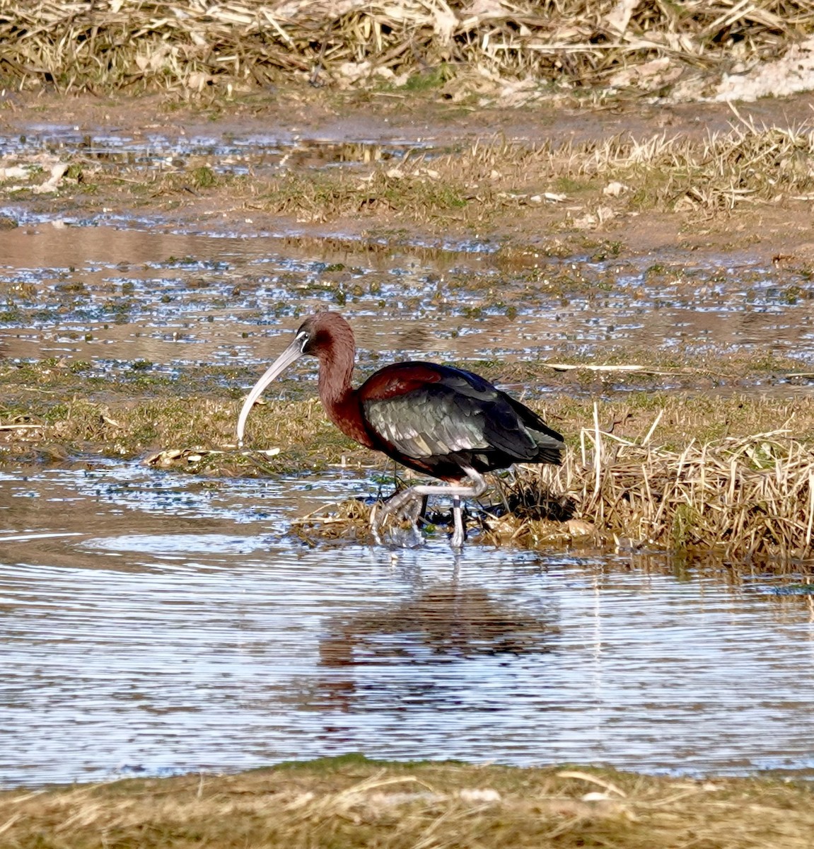 ibis hnědý - ML617722617