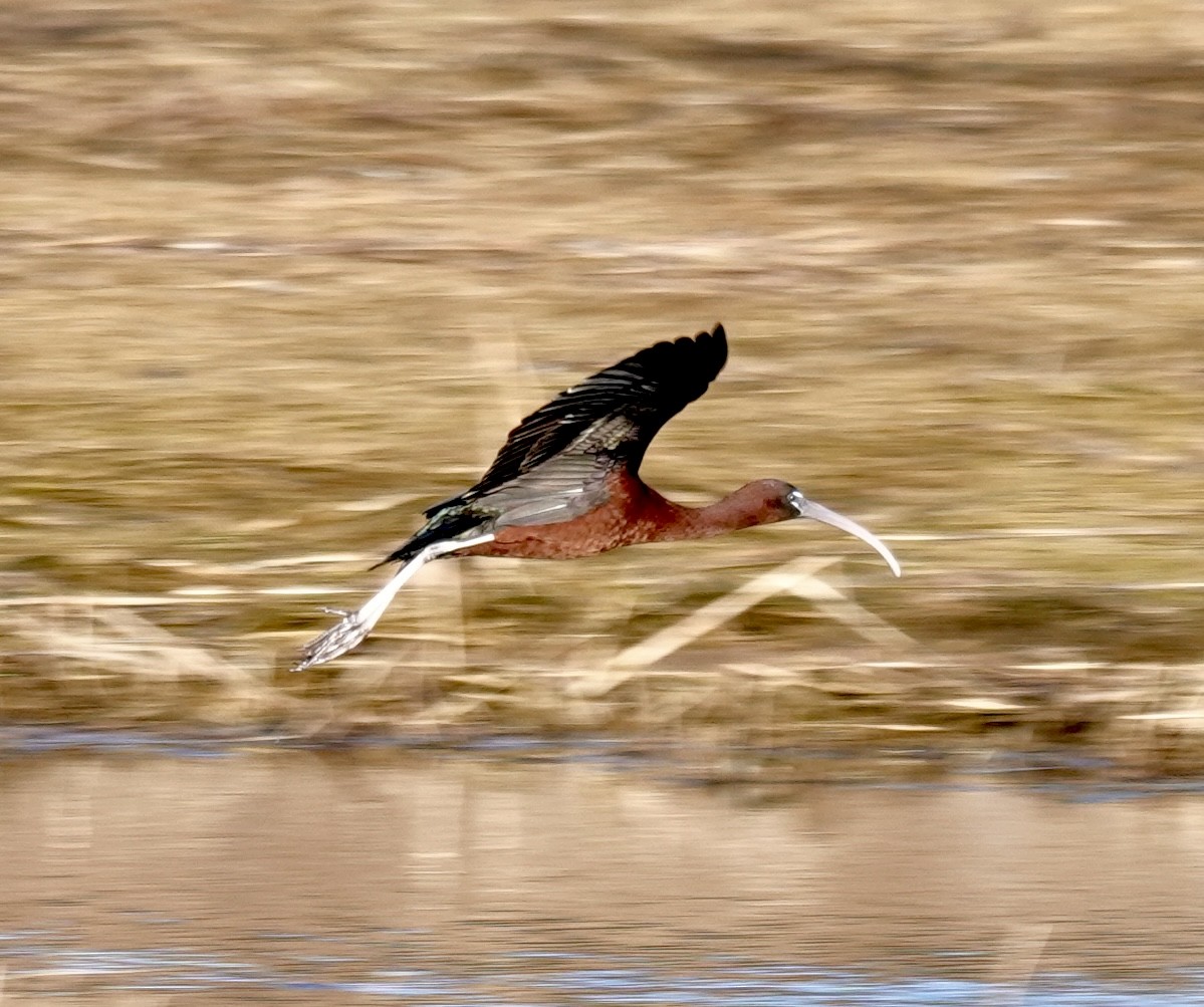 Glossy Ibis - Melanie McCarthy