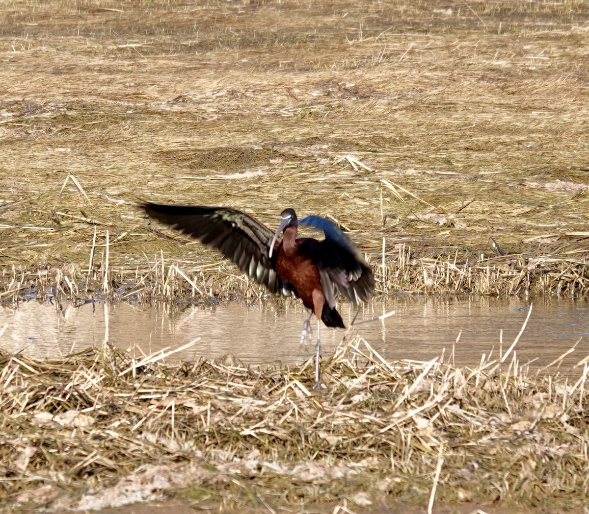 ibis hnědý - ML617722620