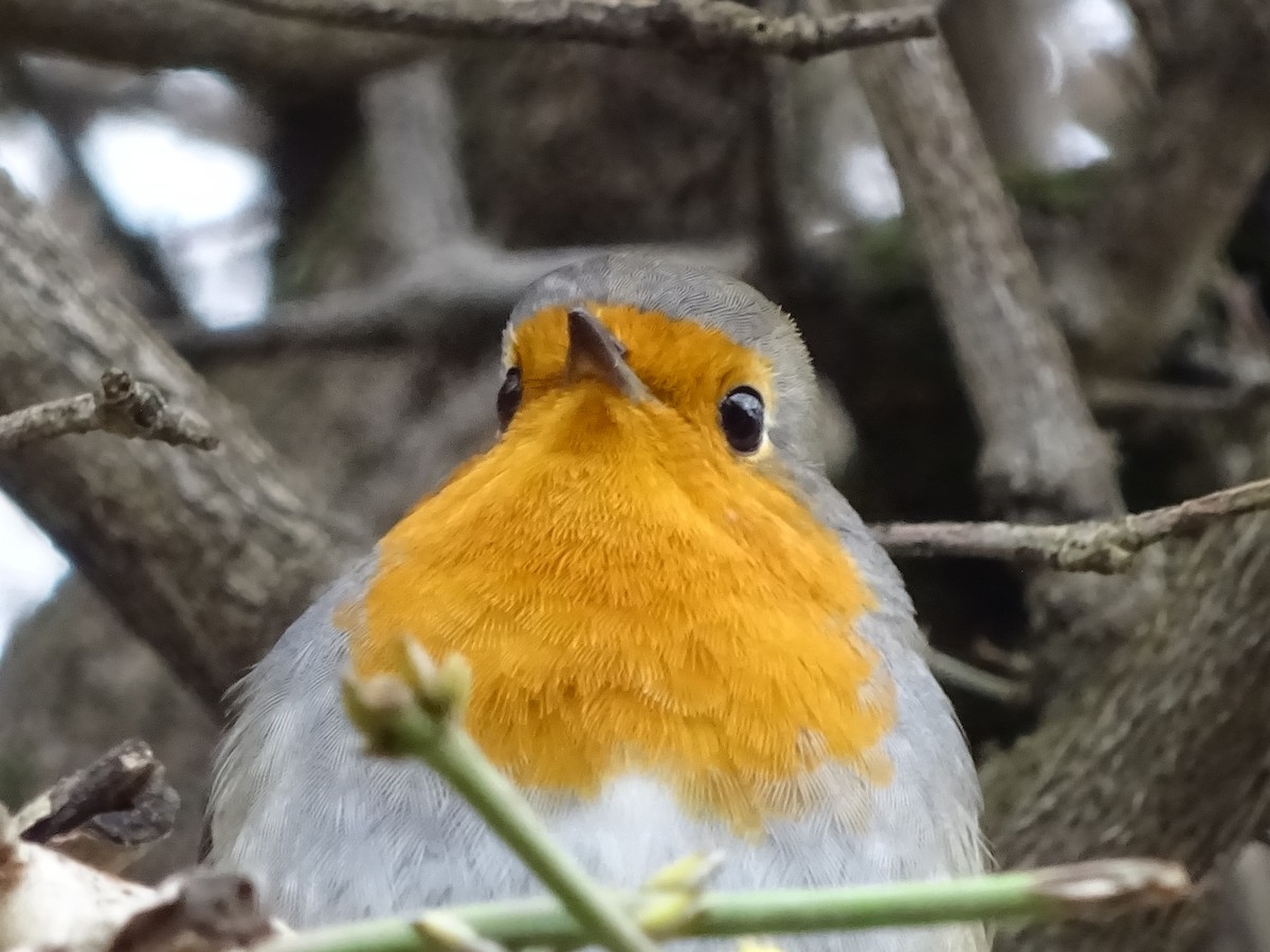 European Robin - Anonymous