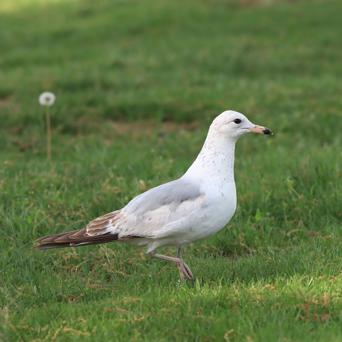 Ring-billed Gull - Rego Ostonen