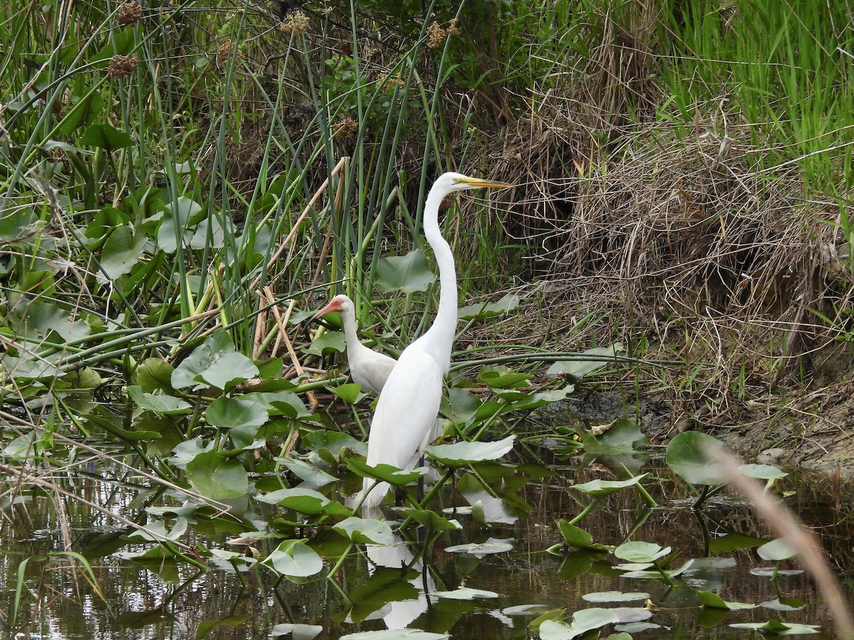 Great Egret - ML617722645