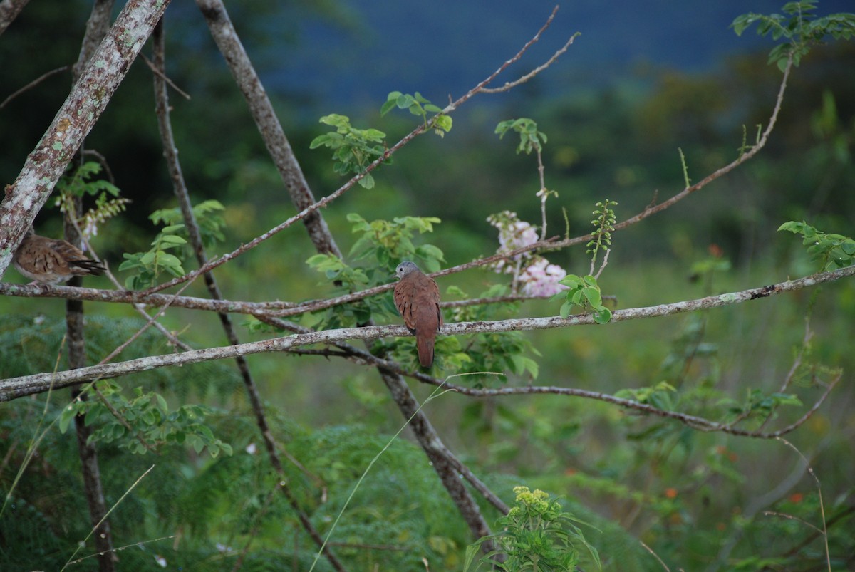 Ruddy Ground Dove - ML617722648