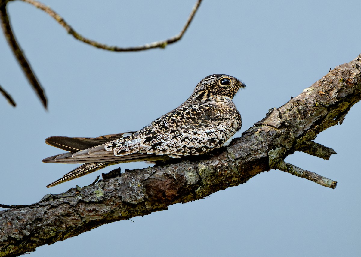 Common Nighthawk - Dori Eldridge