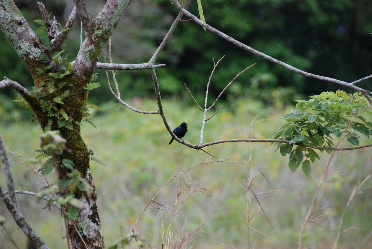 Blue-black Grassquit - ML617722675