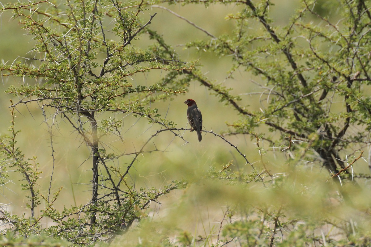 Red-headed Finch - ML617722689