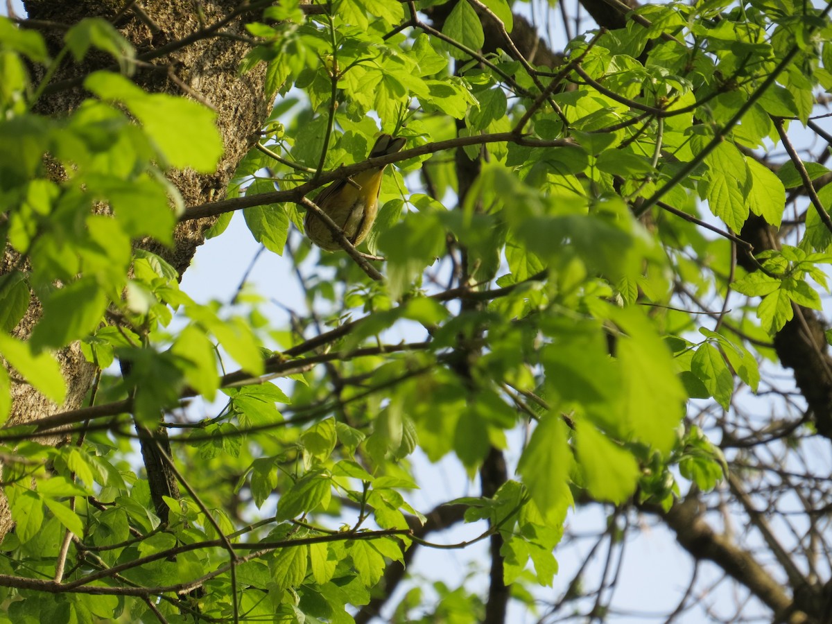 Palm Warbler - ML617722692