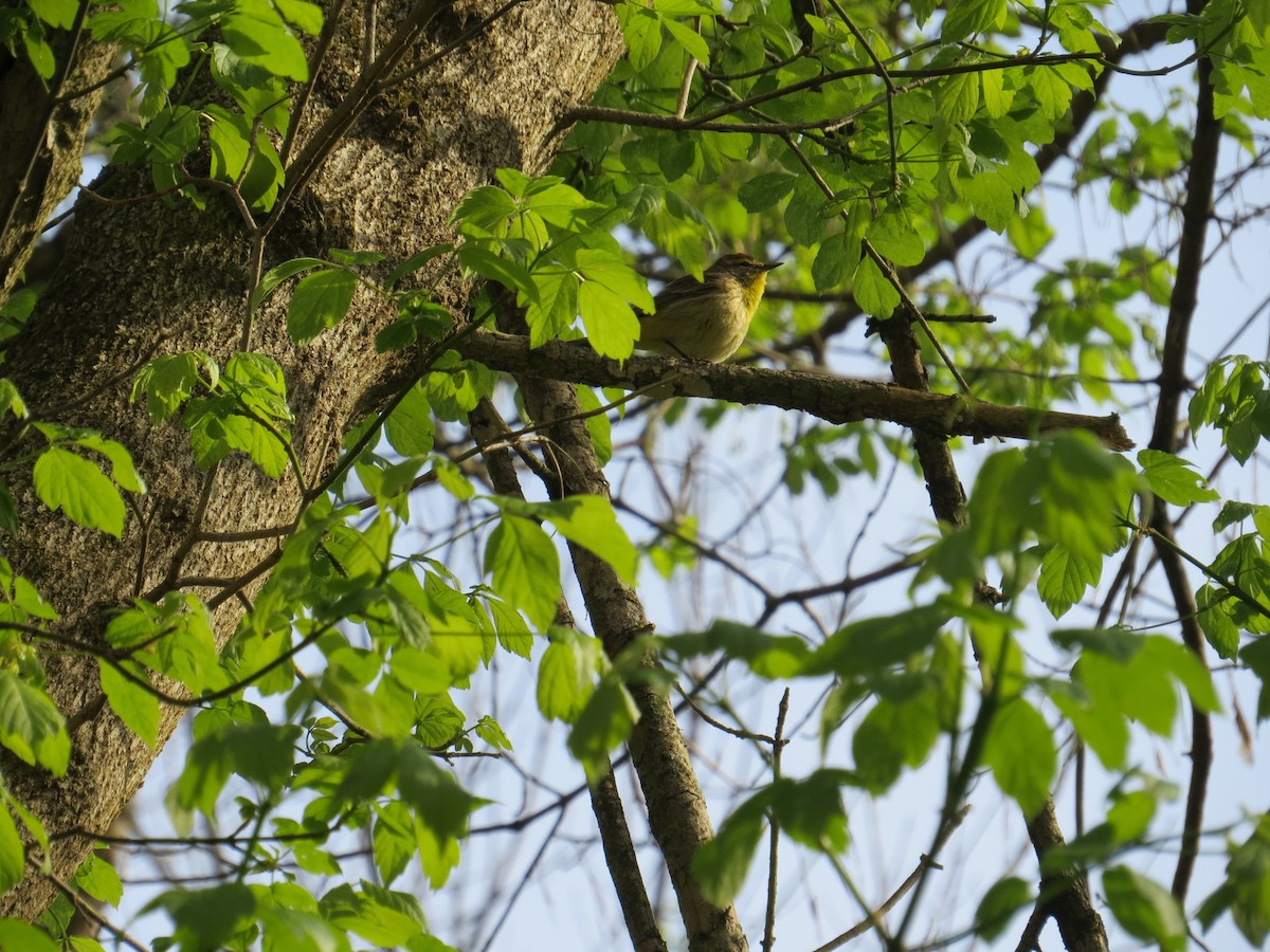 Paruline à couronne rousse - ML617722693