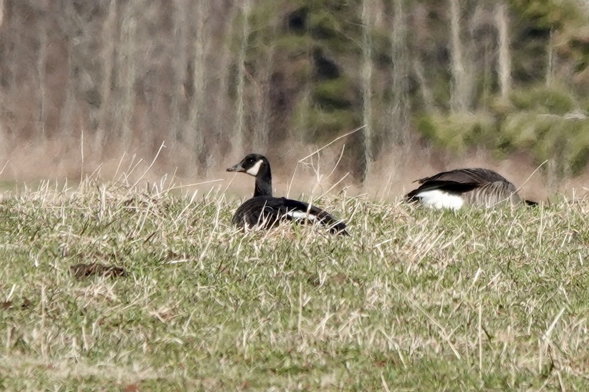 Canada Goose - ML617722695