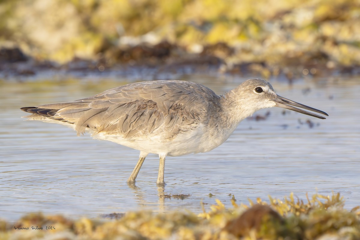 Willet - ML617722696