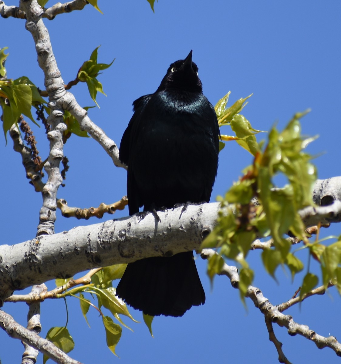 Brewer's Blackbird - ML617722711