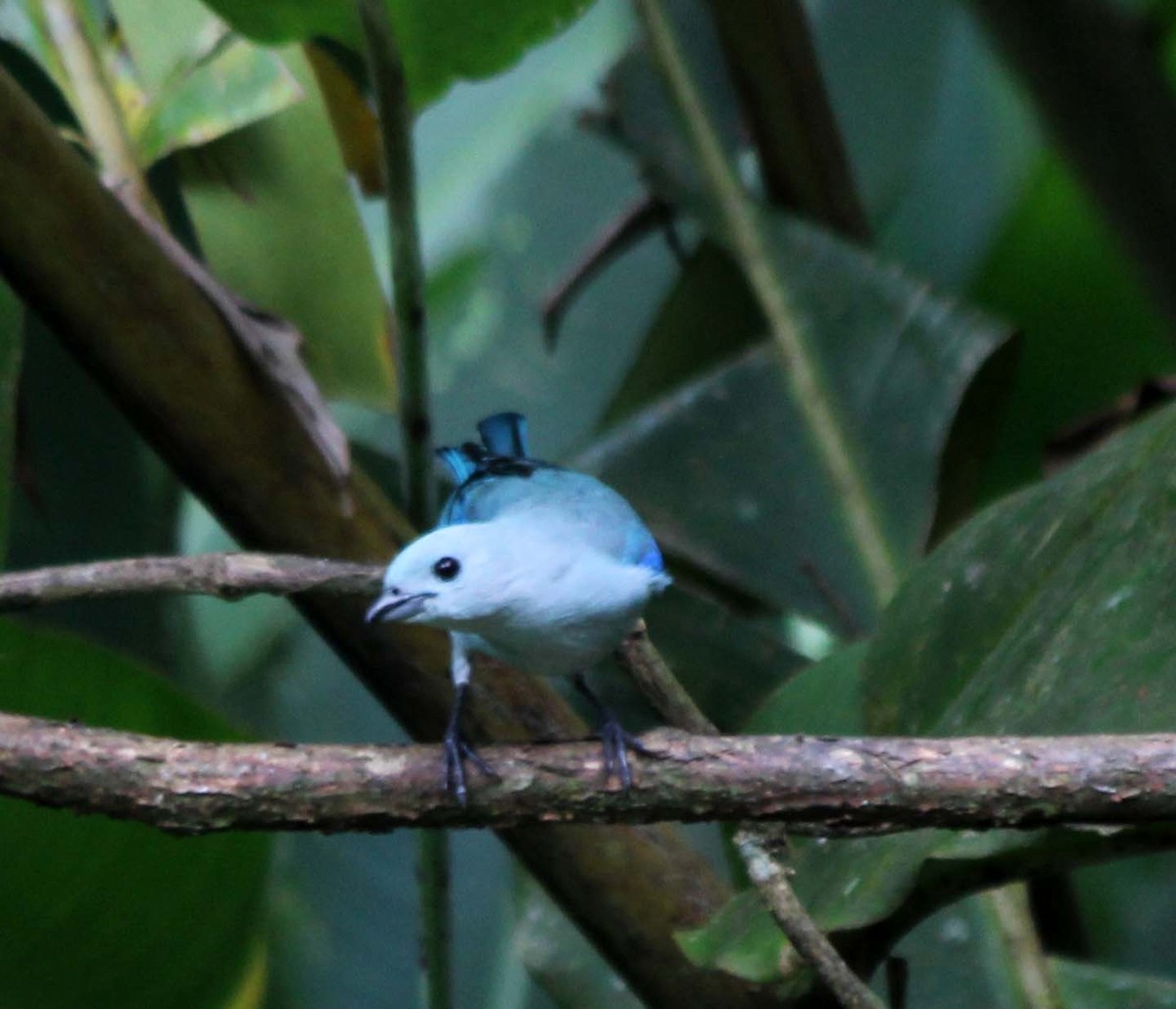 Blue-gray Tanager - ML617722748