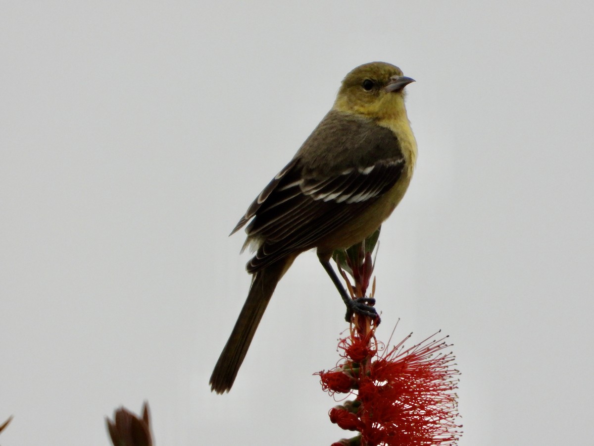 Orchard Oriole (Orchard) - ML617722755