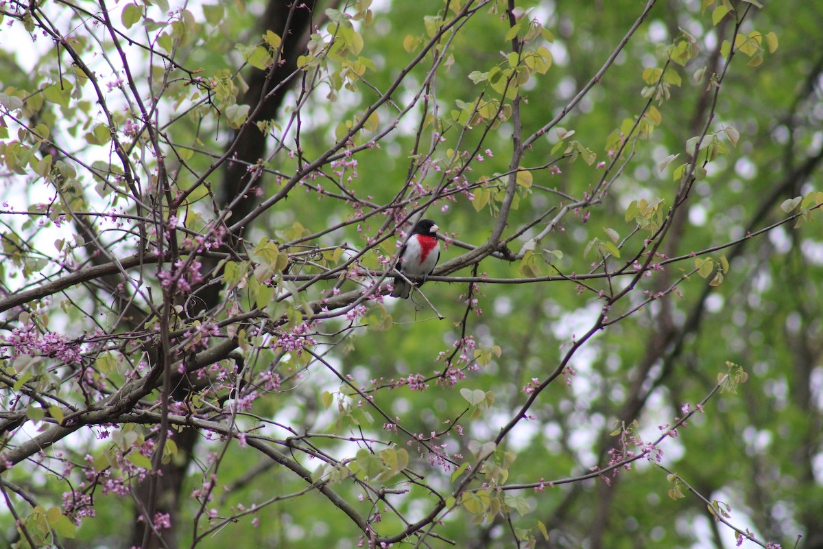 Rose-breasted Grosbeak - ML617722787