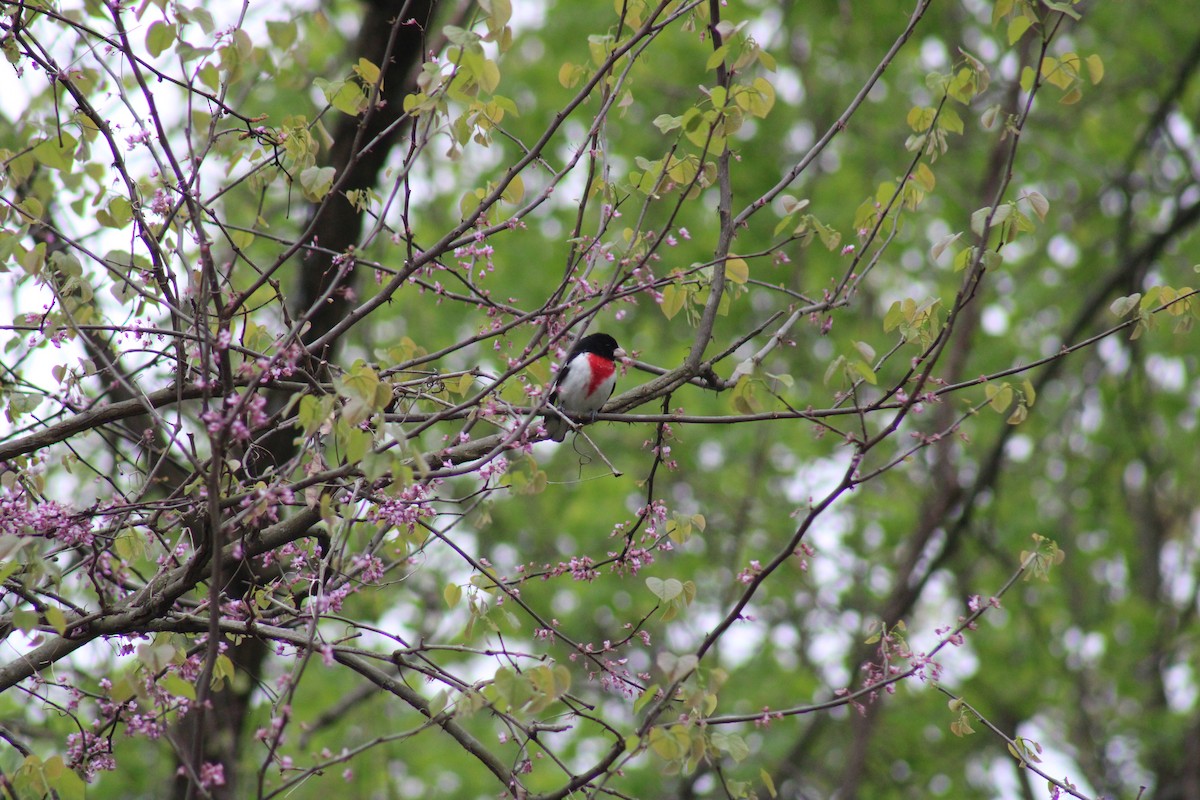 Rose-breasted Grosbeak - ML617722788