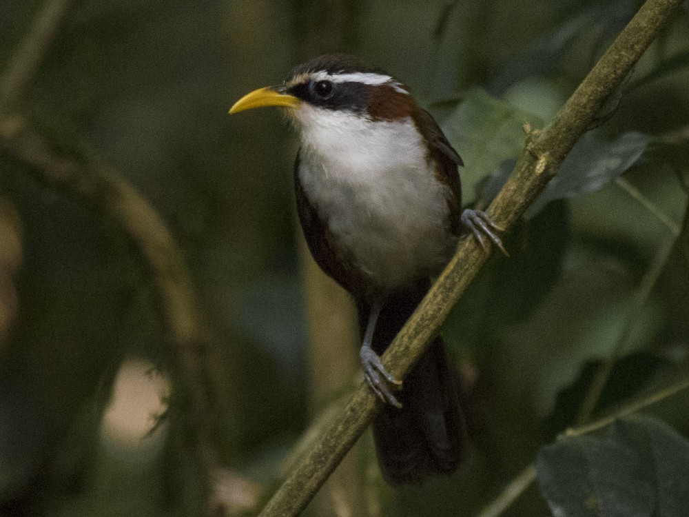 White-browed Scimitar-Babbler - ML617722791