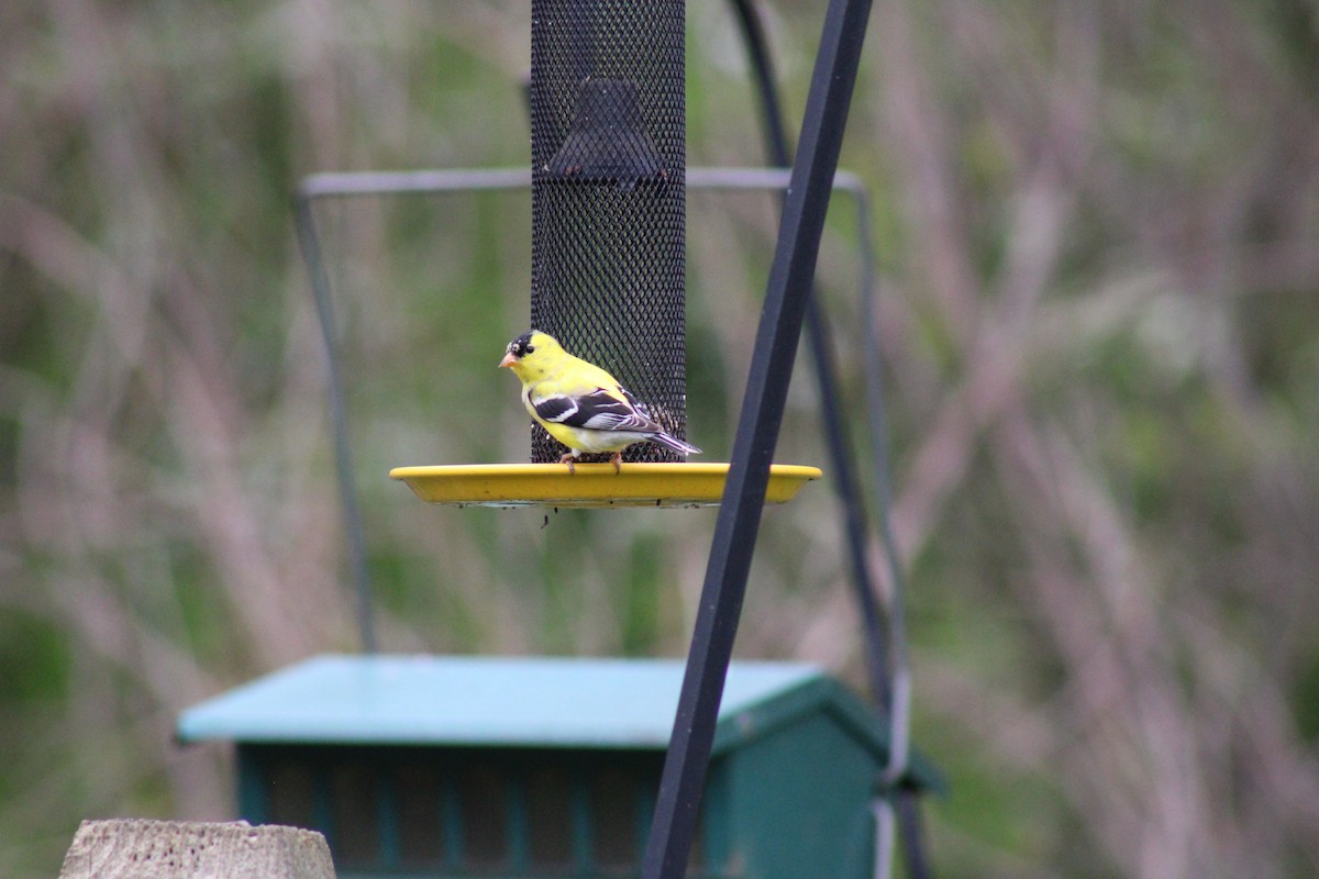 American Goldfinch - ML617722793