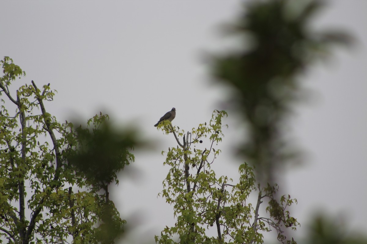 Band-tailed Pigeon - ML617722815