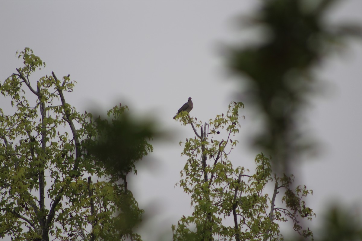 Band-tailed Pigeon - ML617722816