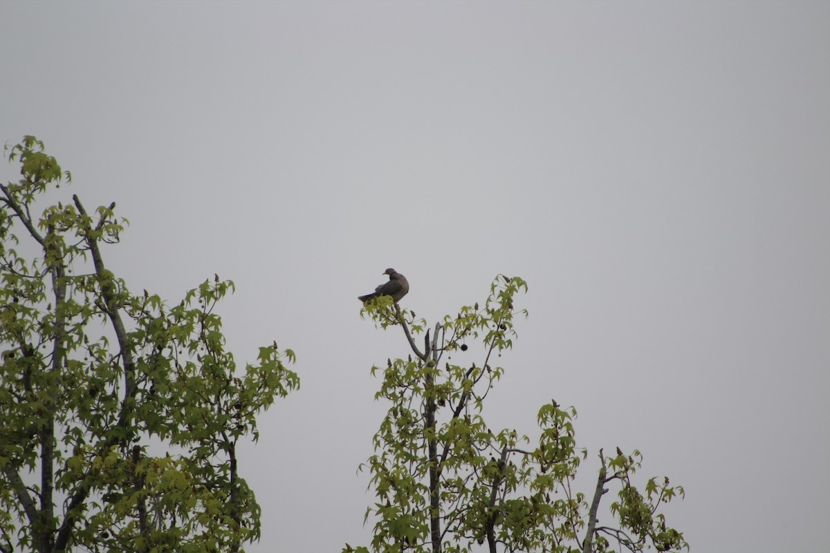 Band-tailed Pigeon - ML617722820