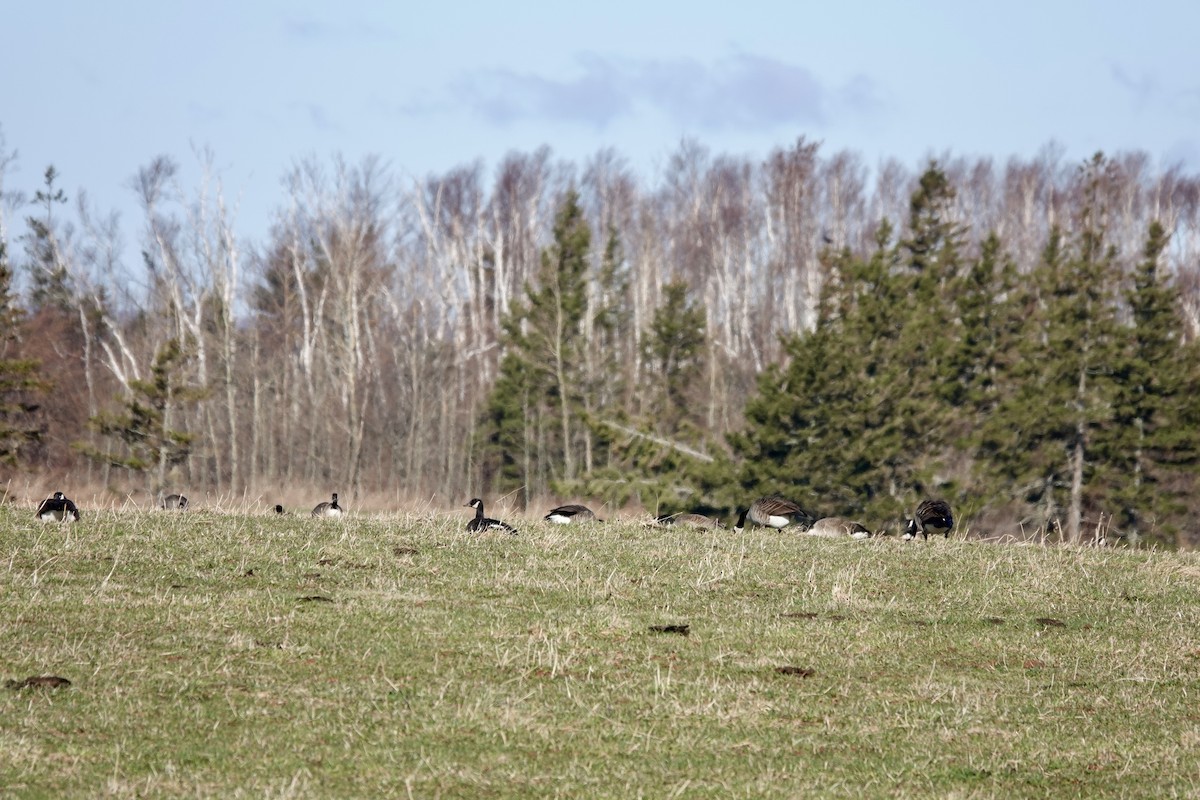 Canada Goose - Melanie McCarthy