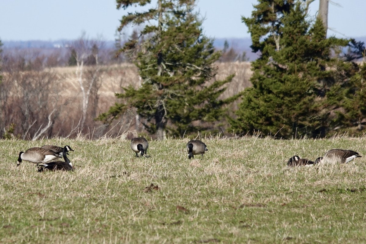 Canada Goose - ML617722930