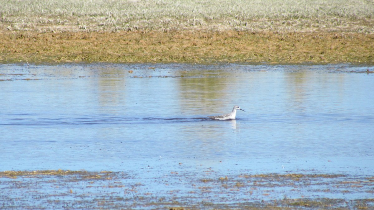 Falaropo Tricolor - ML617722962