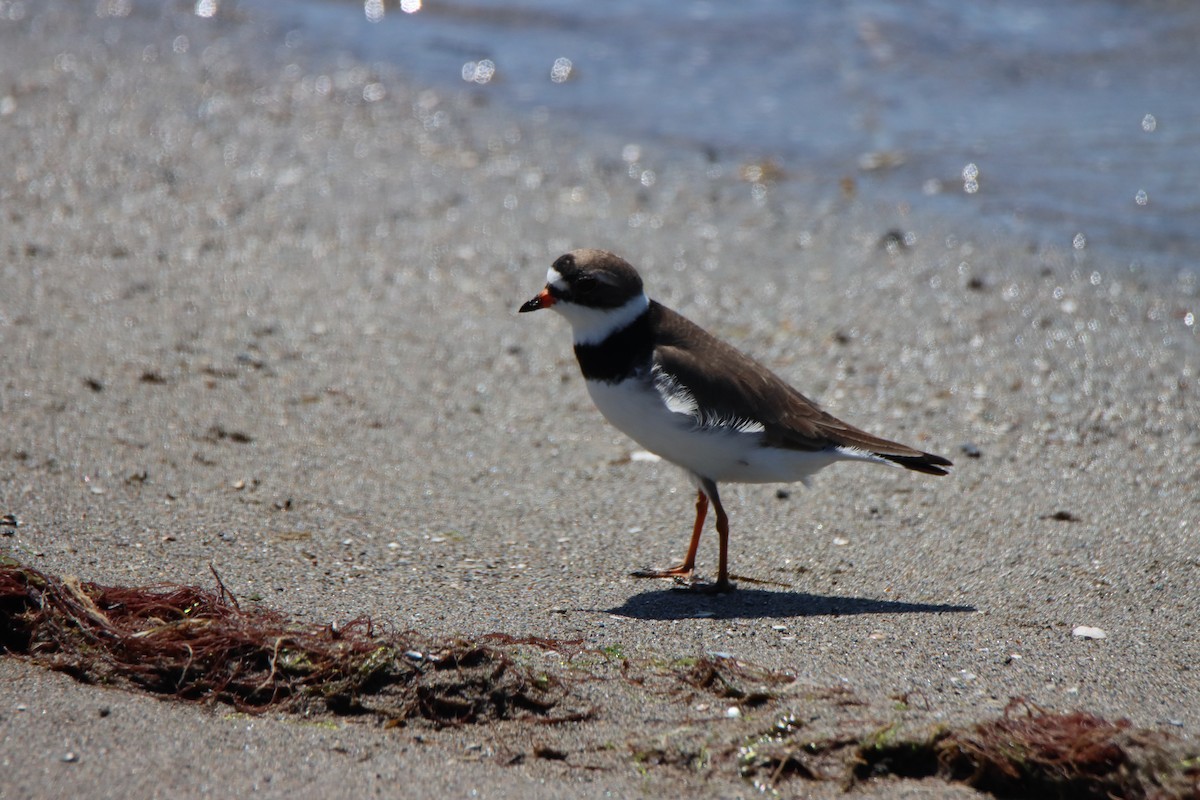 Semipalmated Plover - ML617722963