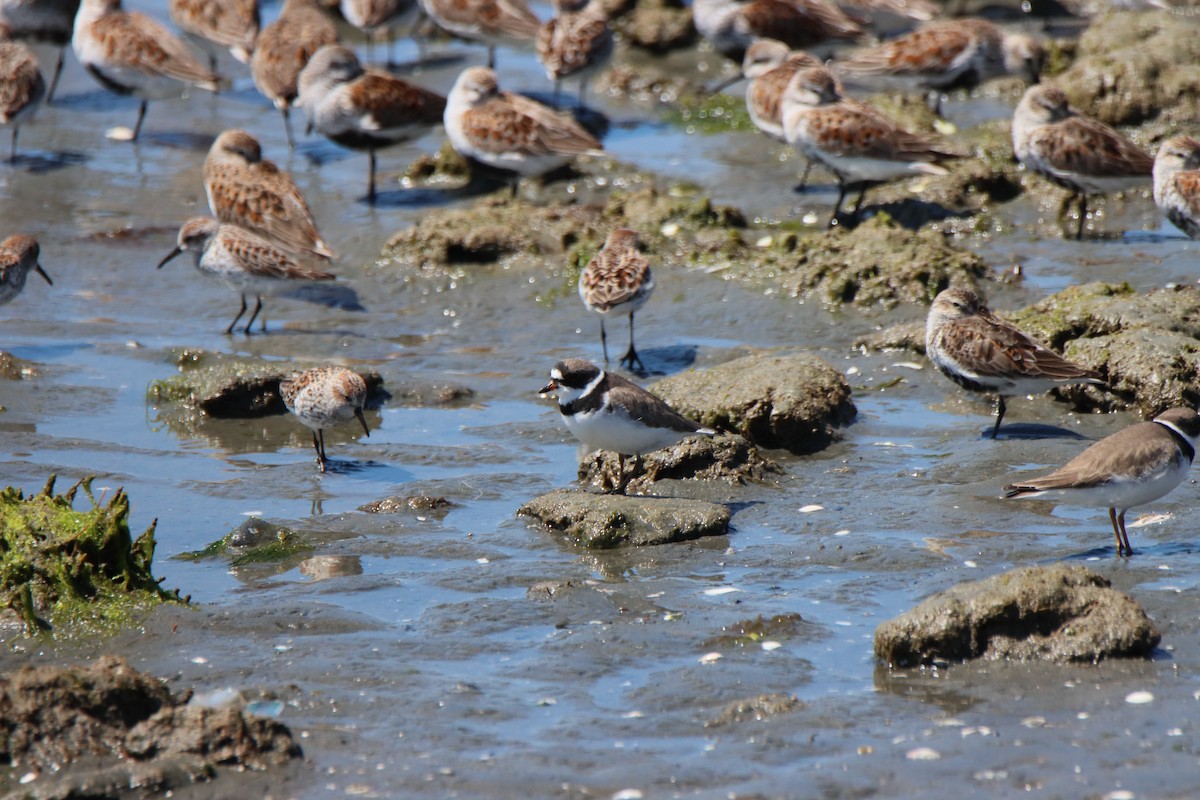 Semipalmated Plover - ML617722964