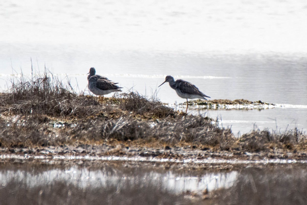 Greater Yellowlegs - ML617722972