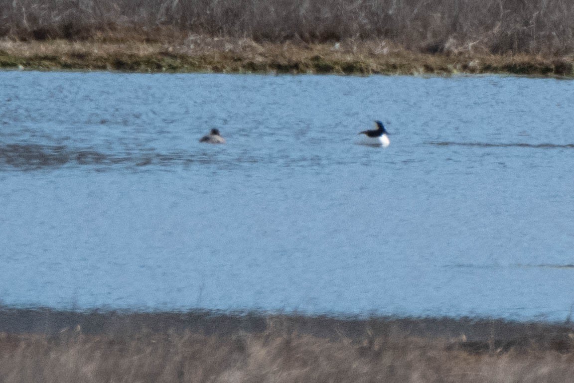 Bufflehead - ML617722979