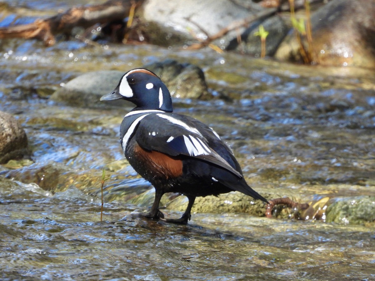 Harlequin Duck - ML617723000