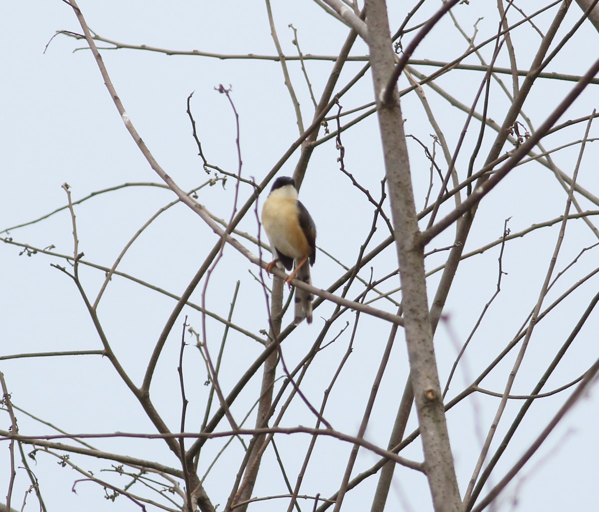 Ashy Prinia - ML617723047