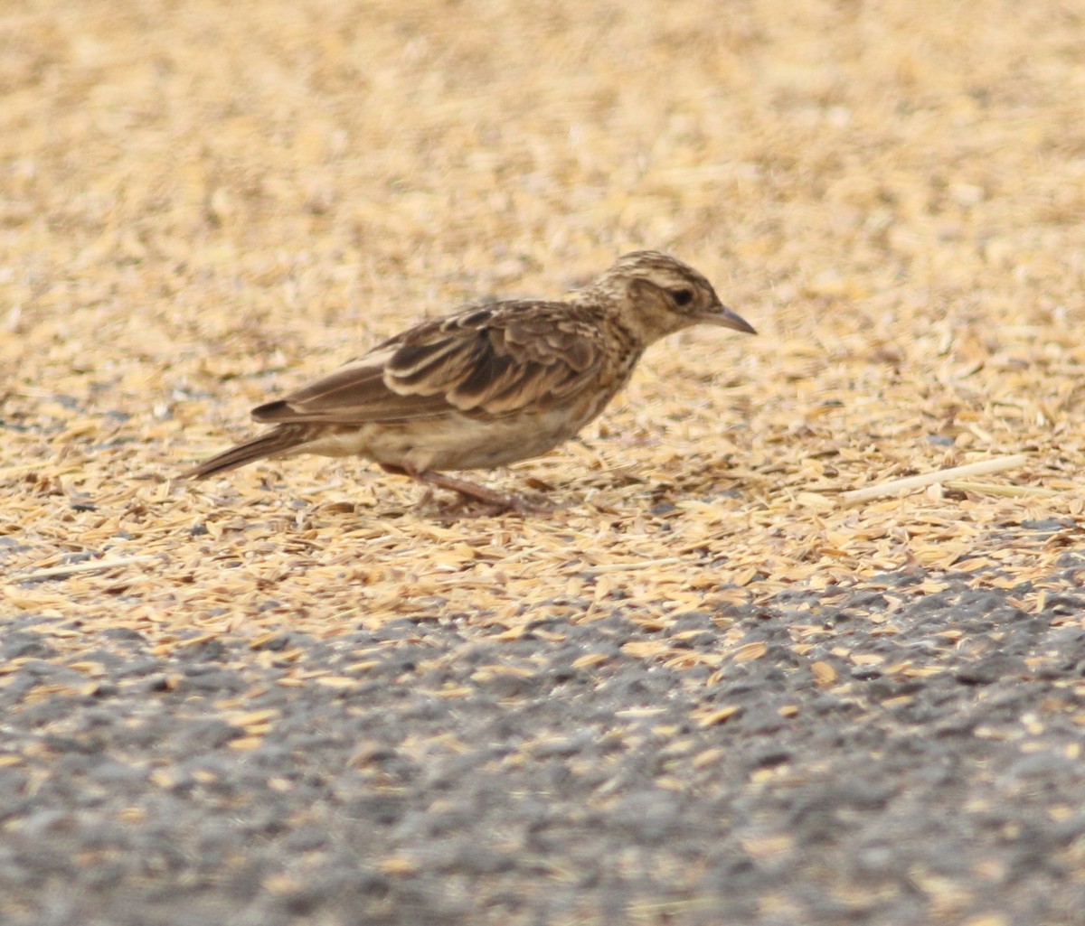 Oriental Skylark - ML617723063