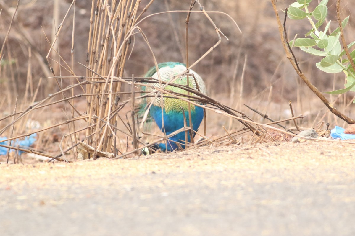 Indian Peafowl - ML617723083