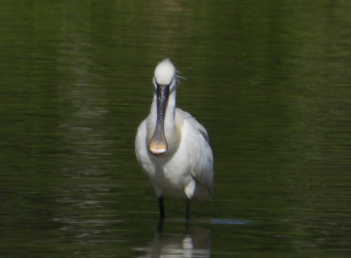 Eurasian Spoonbill - ML617723084