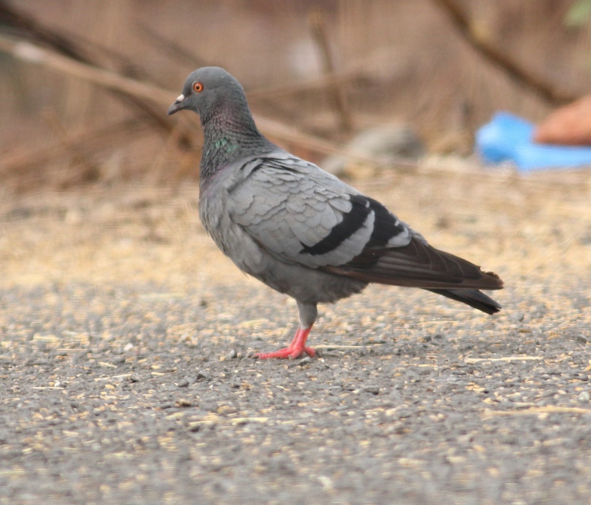 Rock Pigeon (Feral Pigeon) - ML617723088