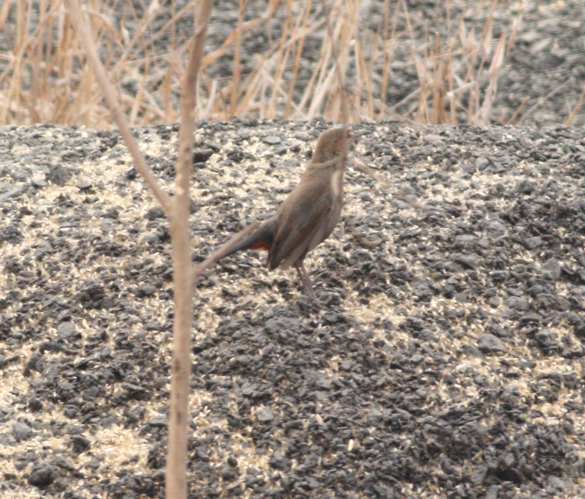 Indian Robin - ML617723097