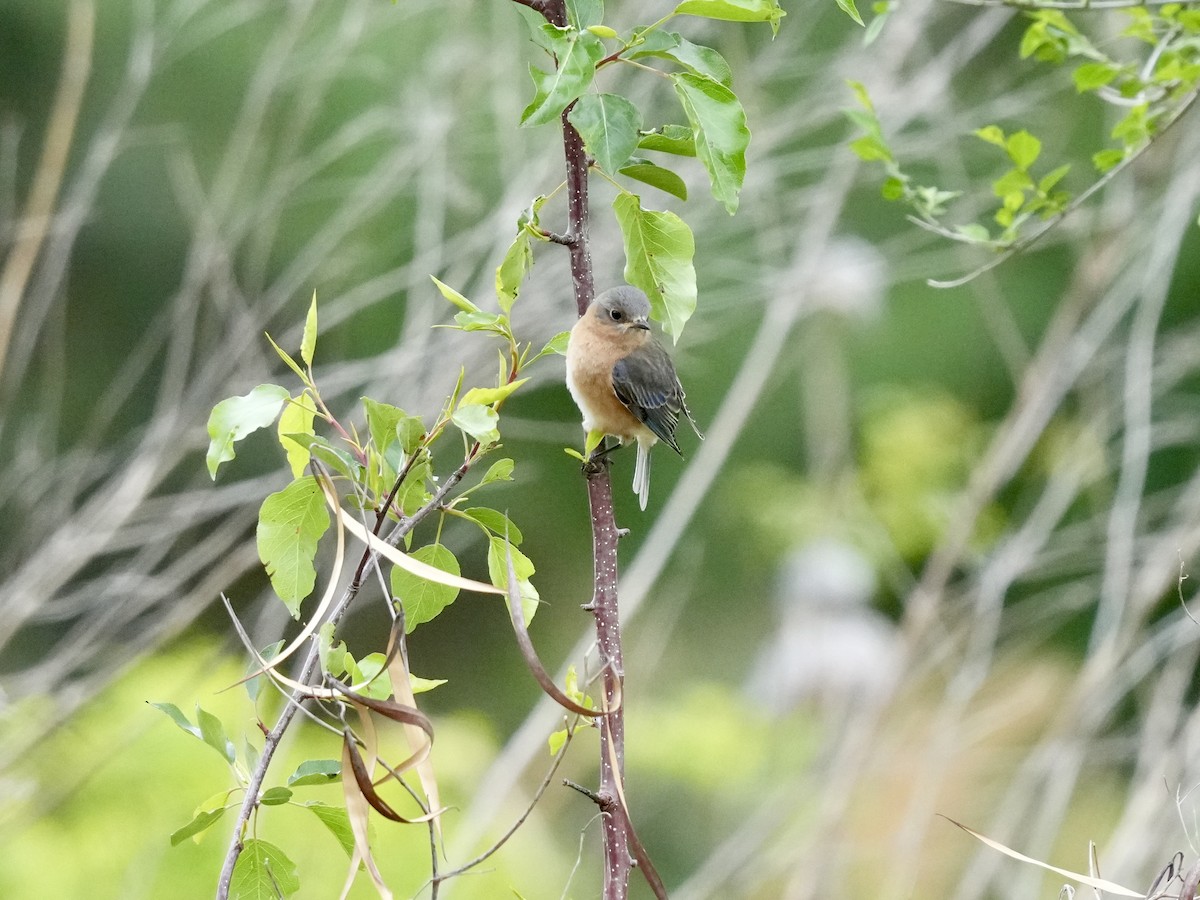 Eastern Bluebird - ML617723125